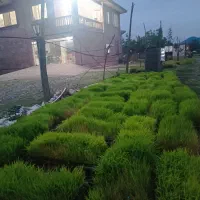 توم نشاء برنج هاشمی