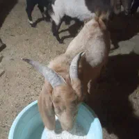 بزغاله نر افغانی