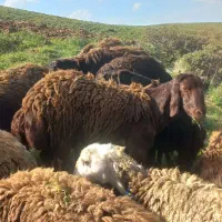 بره قوچ