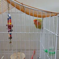 پرنده فروشی|پرنده|شیراز, تندگویان|دیوار