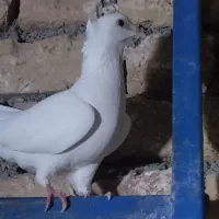 سفید کاکل ماده زات هفرنگ جوجه رسون هوایی هم هست