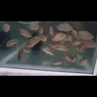 ماهی ویجا سینسیلم یا سینسیلا