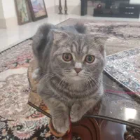 گربه اسکاتیش نر ۷ ماهه