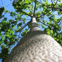 فروش نهال درخت سریع الرشد پالونیا