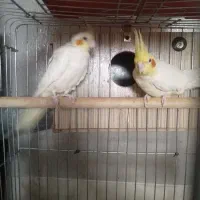 عروس هلندی با پنج تخم