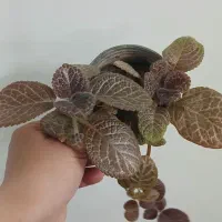 انجیری و پتوس و...|گل و گیاه طبیعی|مراغه, |دیوار