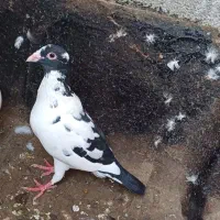 کفتر جفتگاه و پرش