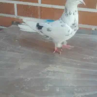 کبوتر کفتر پرشی معاوصه با پلاکی