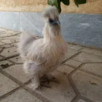 تخم نطفه دار ابریشمی|حیوانات مزرعه|هشتگرد, شهرک بعثت|دیوار