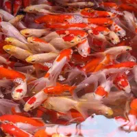 ماهی|ماهی|نجف‌آباد, امیرآباد|دیوار