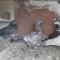 کبوتر یا کفتر