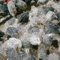 بلدرچین از 10 روزه تا 45 روزه