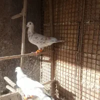 کبوتر هفت رنگ خطی|پرنده|الوند, |دیوار