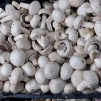 فروش قارچ به قیمت تولیدی|خوردنی و آشامیدنی|شوشتر, |دیوار