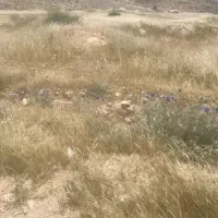 میش بزکهره بره قوچ