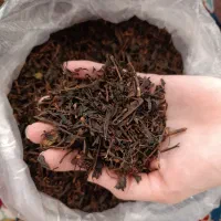 چایی اصل لاهیجان