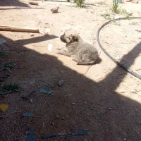 کوچوک فروشی خواف