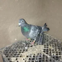 کبوتر پلاکی