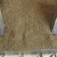 برنج گردە دەشتی مەریوان، ئاوی چاە