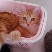 واگذاری گربه نارنجی یک ساله|گربه|اردبیل, |دیوار