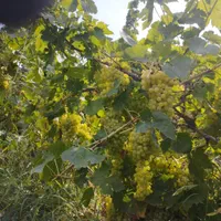 باغ انگور 10000متر|فروش دفتر صنعتی، کشاورزی، تجاری|اردبیل, |دیوار