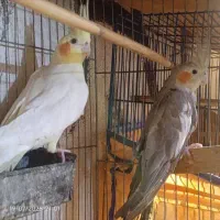 عروس هلندی نر و ماده سخنگو|پرنده|بابل, |دیوار