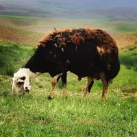 گوسفند زنده فروشی / چاق پرواری
