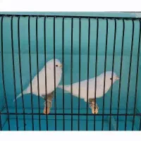 قناری وایت فاکتور اورجینال