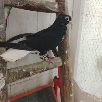 چپ کاکلی و ساده کاکلی افشون دورنگ