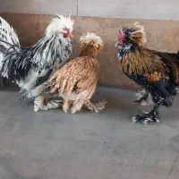 بوقلمون