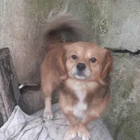 سگ های اشپیز