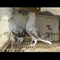 کفتر پلاکی طوقی دمبی شهری|پرنده|سروستان, |دیوار