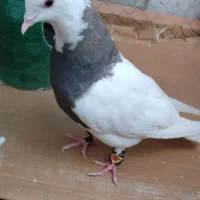 کبوتر طوقی کاملا رام و دستی