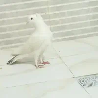 کبوتر اراکی