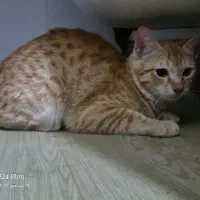 واگذاری گربه ۴ماه|گربه|پاکدشت, پاکدشت (مامازند)|دیوار