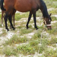 فروش اسب باکره