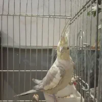 پرنده فروش فوری