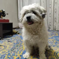 واگزاری سگ شیتزومالتیز