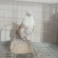 کبوتر نوک قنار