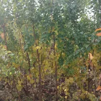 نهالستان  حسینی