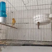 قناری ۱۵ جفت اماده
