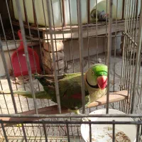 شاه طوطی نر|پرنده|فردوسیه, |دیوار