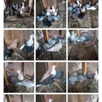 ۱۰عدد کفتر پرشی به فروش میرسد