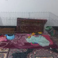 هاسکی سفید فروش یا معاوضه با پرنده|سگ|شیراز, کرونی(خاتونک)|دیوار