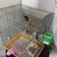 یک جفت عروس هلندی مولد|پرنده|کهریزک, |دیوار