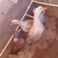 فروش تعدادی بوقلمو و اردک|حیوانات مزرعه|زرندیه, |دیوار