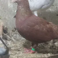 کفتر