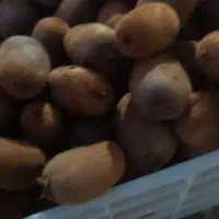 پرتقال خونی ونارنج و کیوی|خوردنی و آشامیدنی|قائم‌شهر, |دیوار