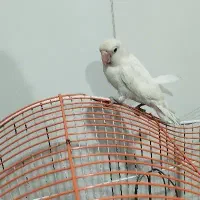 طوطی برزیلی