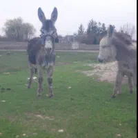 الاغ  گله ای در جه ۱